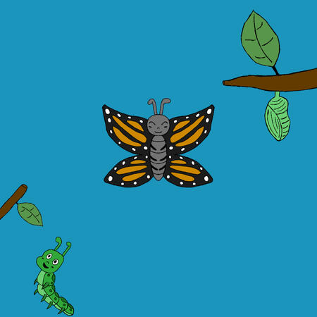 Butterfly Cycle Butterfly Cycle
